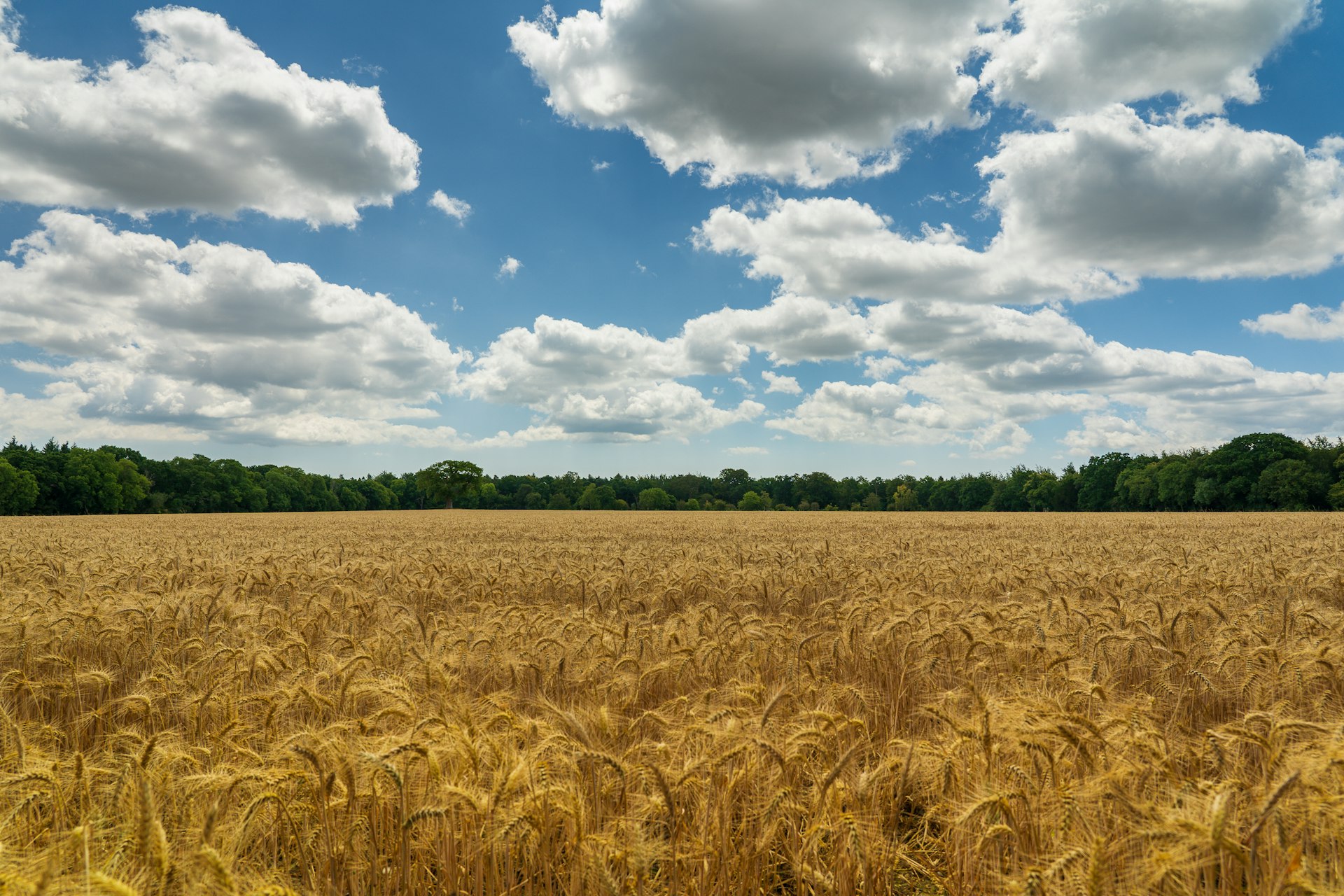 Campo di grano in Toscana
